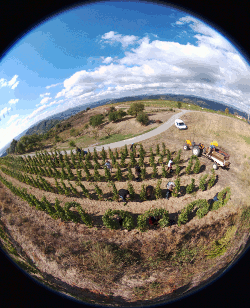 Vendanges 2017