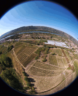 Vendanges 2017