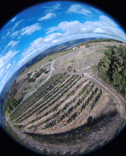 Vendanges 2017