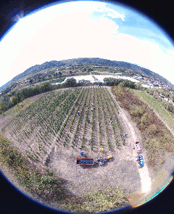 Vendanges 2017