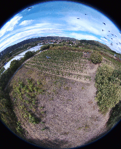 Vendanges 2017