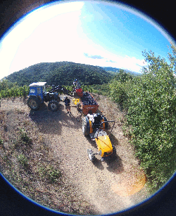 Vendanges 2017